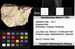 Foto (Objket + Etiketten) von Cracensigillatus acutirostrus (Moericke, 1889) 